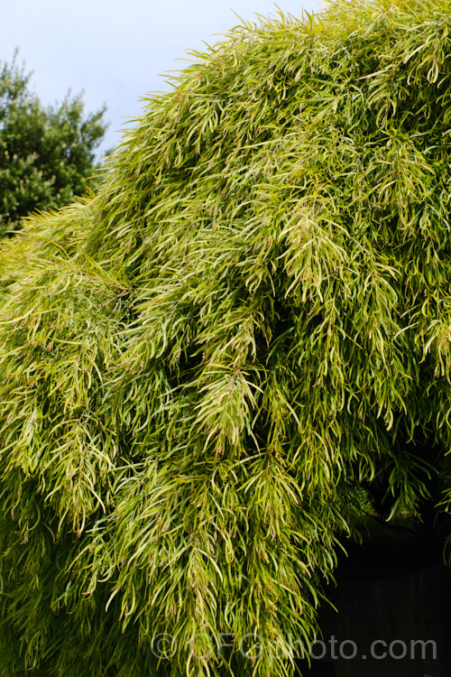 <i>Acacia cognata</i> 'Little Con', a dwarf, densely foliaged, somewhat trailing cultivar of the Bower Wattle or River Wattle, an evergreen shrub or tree native to southeastern Australia. Small yellow flowerheads appear from late winter 'Cousin Itt' and 'Mini Cog' are similar cultivars. Order: Fabales, Family: Fabaceae