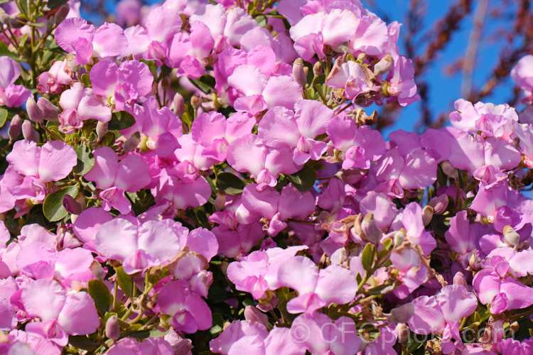 Sweet Pea Bush (<i>Podalyria calyptrata</i>), a 3-6m tall evergreen shrub or small tree native to South Africa. In addition to the spring flower display the plant has attractive foliage covered in fine silvery hairs. Order: Fabales, Family: Fabaceae