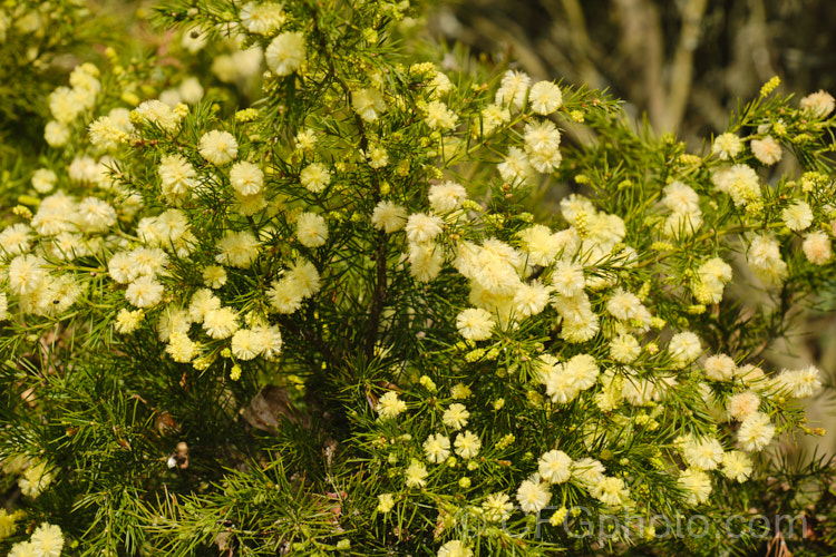 <i>Acacia</i> 'Rewa', an evergreen, spring-flowering, 2.5 x 2.5m shrub with bright to deep green needle-like foliage and short bottlebrush-like flowerheads. This cultivar is quite widely grown in New Zealand and is usually listed as a form of <i>Acacia verticillata<i> or <i>Acacia riceana</i>, but really it does not closely resemble either of those species. Order: Fabales, Family: Fabaceae