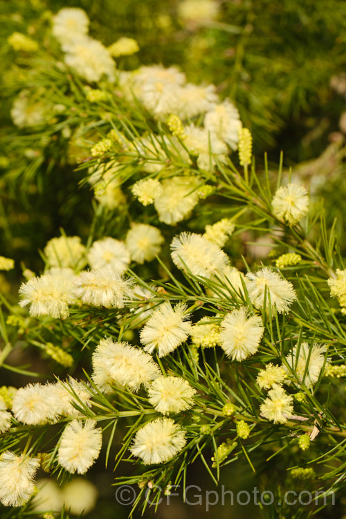 <i>Acacia</i> 'Rewa', an evergreen, spring-flowering, 2.5 x 2.5m shrub with bright to deep green needle-like foliage and short bottlebrush-like flowerheads. This cultivar is quite widely grown in New Zealand and is usually listed as a form of <i>Acacia verticillata<i> or <i>Acacia riceana</i>, but really it does not closely resemble either of those species. Order: Fabales, Family: Fabaceae