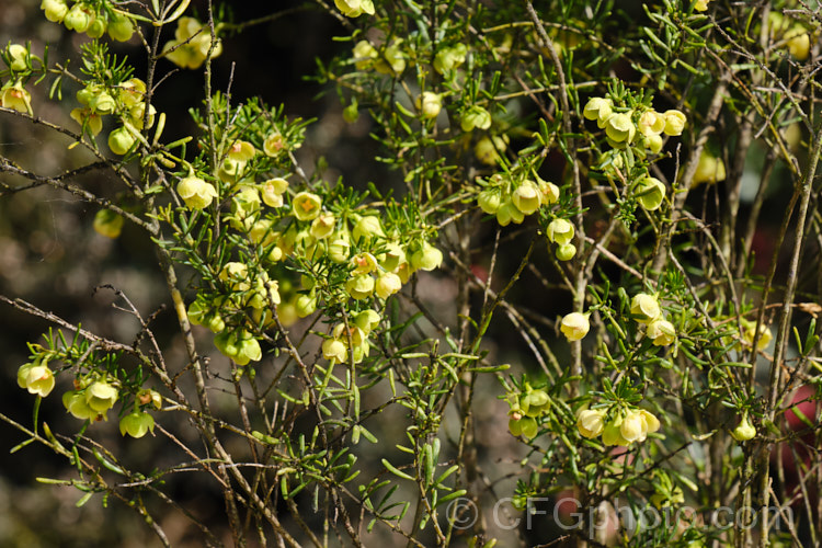 Yellow-flowered Brown Boronia (<i>Boronia megastigma 'Lutea'), a form of a Western Australian shrub with all-yellow flowers. It is heavily scented but usually short-lived and is smaller and more open-growing than the species. boronia-2282htm'>Boronia.