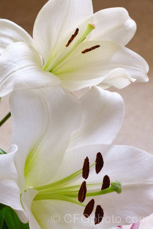 Two lilies that show the two types of articulation of the anthers in the genus. Lilium. The upper flower, 'Richmond' , has anthers that are an extension of the filament and continue in the same plane. The lower flower is 'Casablanca', which shows the hinged form, in which the anthers hang from the tip of the filament from a hinge point near their centre. These forms have probably evolved to meet the needs of varying pollinators. lilium-2171htm'>Lilium. <a href='liliaceae-plant-family-photoshtml'>Liliaceae</a>.