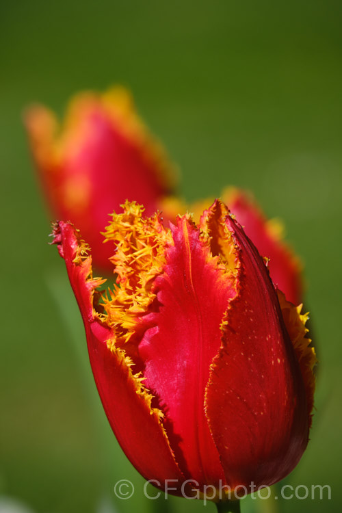 Tulipa 'Fabio', a division 7. Fringed tulip registered in 1998 by Vertuco. Its flower stems are around 45cm tall. The flowers are a bright red with a gold fringe and irregular tiny gold spots. Order: Liliales, Family: Liliaceae