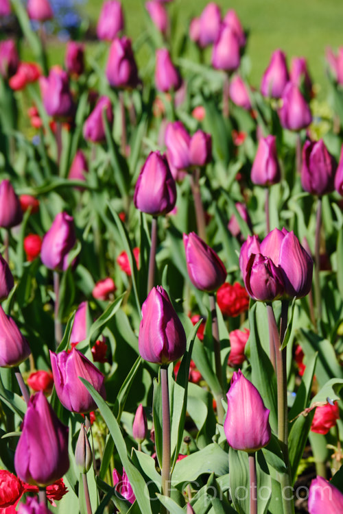 Tulipa 'Heydar. Aliyev', named after the former president or Azerbaijan, this Dutch-raised Category 5. Single. Late hybrid has beautifully shaded purple-pink flowers with a yellow centre that becomes apparent when the blooms open fully. Order: Liliales, Family: Liliaceae