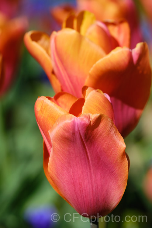 Tulipa 'Orange Babies', this Category 5. Single. Late hybrid has flower stems to 35cm high and beautifully shaded orange and dusky red flowers. Order: Liliales, Family: Liliaceae