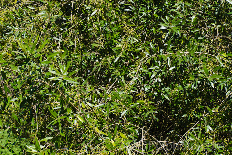 African. Olive (<i>Olea europaea subsp. cuspidata [syns. Olea cuspidata, Olea africana]), this African form of the Mediterranean olive of commerce is a more open, smaller tree than its cultivated cousin. Its fruits are smaller too and are seldom practical for commercial useolea-2464htm'>Olea. <a href='oleaceae-plant-family-photoshtml'>Oleaceae</a>.