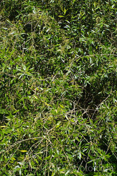 African. Olive (<i>Olea europaea subsp. cuspidata [syns. Olea cuspidata, Olea africana]), this African form of the Mediterranean olive of commerce is a more open, smaller tree than its cultivated cousin. Its fruits are smaller too and are seldom practical for commercial useolea-2464htm'>Olea. <a href='oleaceae-plant-family-photoshtml'>Oleaceae</a>.