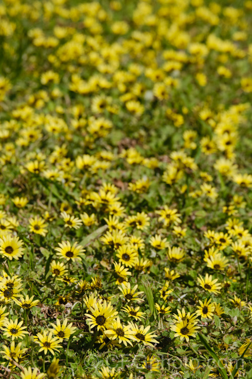 Cape Weed (<i>Arctotheca calendula</i>), a perennial daisy native to southern Africa. It flowers in spring and early summer and while occasionally cultivated it most often occurs as a lawn or pasture weed. While invasive and often a considerable nuisance, it can still make a colourful show. Order: Asterales, Family: Asteraceae