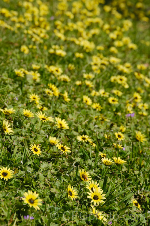 Cape Weed (<i>Arctotheca calendula</i>), a perennial daisy native to southern Africa. It flowers in spring and early summer and while occasionally cultivated it most often occurs as a lawn or pasture weed. While invasive and often a considerable nuisance, it can still make a colourful show. Order: Asterales, Family: Asteraceae