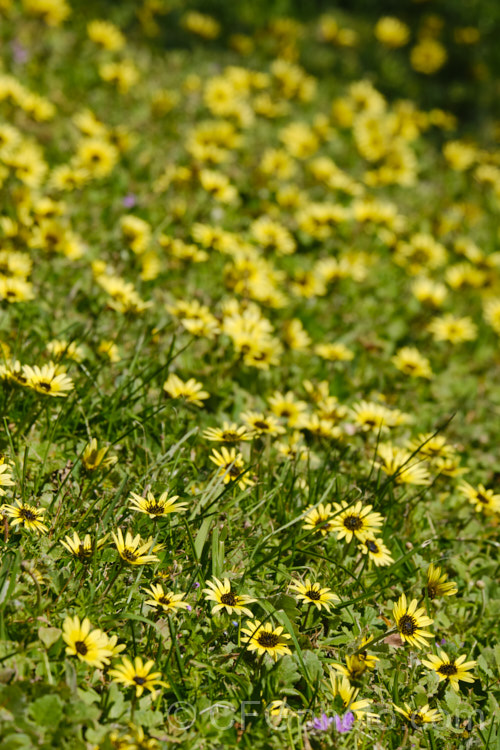 Cape Weed (<i>Arctotheca calendula</i>), a perennial daisy native to southern Africa. It flowers in spring and early summer and while occasionally cultivated it most often occurs as a lawn or pasture weed. While invasive and often a considerable nuisance, it can still make a colourful show. Order: Asterales, Family: Asteraceae