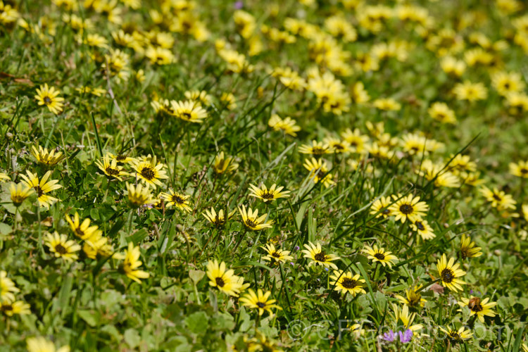 Cape Weed (<i>Arctotheca calendula</i>), a perennial daisy native to southern Africa. It flowers in spring and early summer and while occasionally cultivated it most often occurs as a lawn or pasture weed. While invasive and often a considerable nuisance, it can still make a colourful show. Order: Asterales, Family: Asteraceae