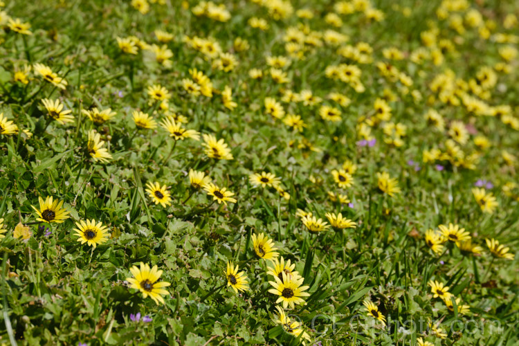 Cape Weed (<i>Arctotheca calendula</i>), a perennial daisy native to southern Africa. It flowers in spring and early summer and while occasionally cultivated it most often occurs as a lawn or pasture weed. While invasive and often a considerable nuisance, it can still make a colourful show. Order: Asterales, Family: Asteraceae