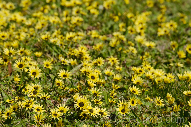 Cape Weed (<i>Arctotheca calendula</i>), a perennial daisy native to southern Africa. It flowers in spring and early summer and while occasionally cultivated it most often occurs as a lawn or pasture weed. While invasive and often a considerable nuisance, it can still make a colourful show. Order: Asterales, Family: Asteraceae