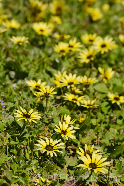 Cape Weed (<i>Arctotheca calendula</i>), a perennial daisy native to southern Africa. It flowers in spring and early summer and while occasionally cultivated it most often occurs as a lawn or pasture weed. While invasive and often a considerable nuisance, it can still make a colourful show. Order: Asterales, Family: Asteraceae