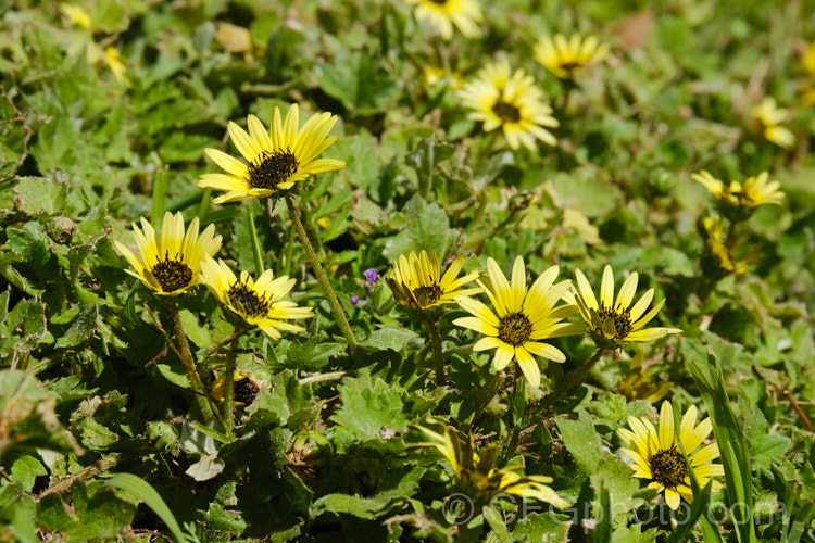 Cape Weed (<i>Arctotheca calendula</i>), a perennial daisy native to southern Africa. It flowers in spring and early summer and while occasionally cultivated it most often occurs as a lawn or pasture weed. While invasive and often a considerable nuisance, it can still make a colourful show. Order: Asterales, Family: Asteraceae