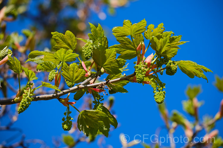 The young spring foliage and flower buds of the Sycamore (<i>Acer pseudoplatanus</i>), a 30-40m tall deciduous tree with a wide natural distribution in the Eurasian region. Its timber is often used for making string instruments. Order: Sapindales, Family: Sapindaceae