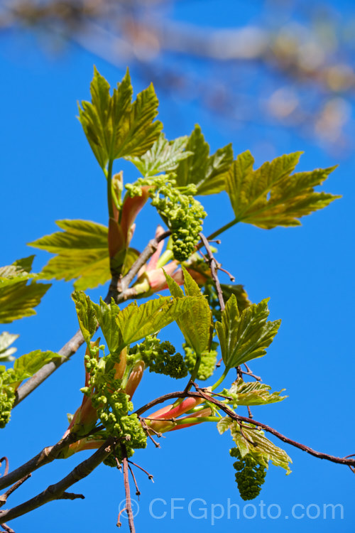 The young spring foliage and flower buds of the Sycamore (<i>Acer pseudoplatanus</i>), a 30-40m tall deciduous tree with a wide natural distribution in the Eurasian region. Its timber is often used for making string instruments. Order: Sapindales, Family: Sapindaceae