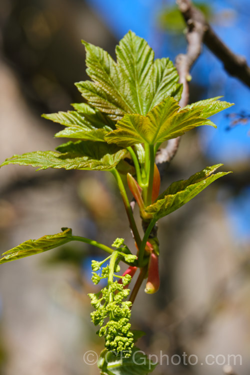 The young spring foliage and flower buds of the Sycamore (<i>Acer pseudoplatanus</i>), a 30-40m tall deciduous tree with a wide natural distribution in the Eurasian region. Its timber is often used for making string instruments. Order: Sapindales, Family: Sapindaceae