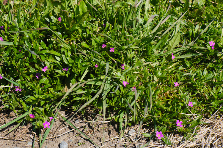 Rock Purslane, Redmaids or Fringed Red-maids (<i>Calandrinia ciliata [syn. Calandrinia menziesii]), a spring- to early summer-flowering annual that is usually considered a minor weed. Originally native to western North America, it is now quite widely naturalised.