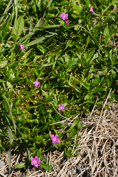 Rock Purslane, Redmaids or Fringed Red-maids (<i>Calandrinia ciliata [syn. Calandrinia menziesii]), a spring- to early summer-flowering annual that is usually considered a minor weed. Originally native to western North America, it is now quite widely naturalised.