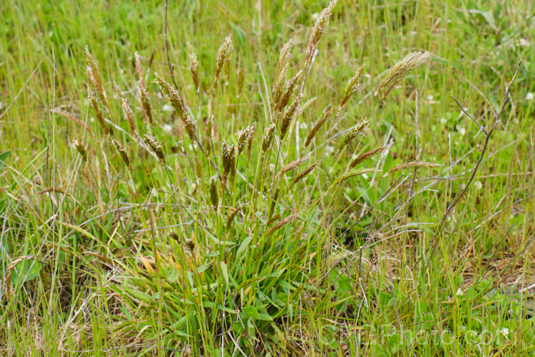 Sweet Vernal, Holy. Grass, Buffalo. Grass or Vanilla. Grass (<i>Anthoxanthum odoratum</i>), a short-lived perennial Eurasian grass that is now well-established in many temperate areas. Its flower stems are up to 50cm and have usually dried of by early summer, when they turn a golden colour. It is cultivated as a lawn grass and emits a vanilla scent when cut. anthoxanthum-3625htm'>Anthoxanthum. .