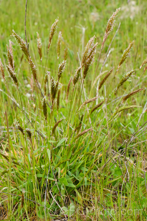 Sweet Vernal, Holy. Grass, Buffalo. Grass or Vanilla. Grass (<i>Anthoxanthum odoratum</i>), a short-lived perennial Eurasian grass that is now well-established in many temperate areas. Its flower stems are up to 50cm and have usually dried of by early summer, when they turn a golden colour. It is cultivated as a lawn grass and emits a vanilla scent when cut. anthoxanthum-3625htm'>Anthoxanthum. .