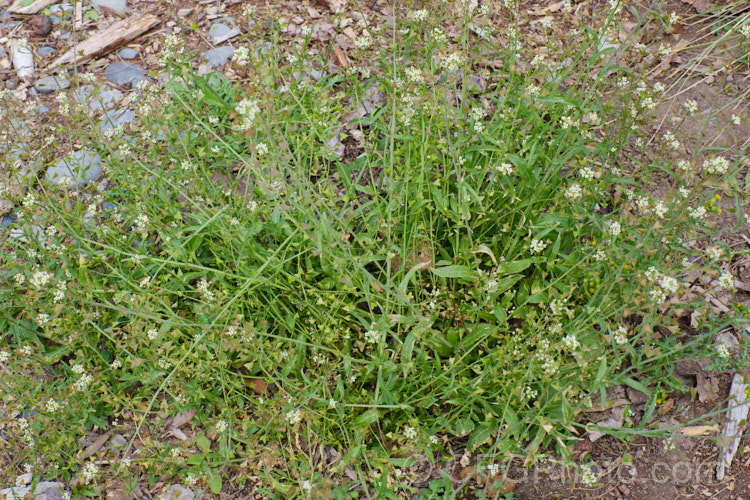 Shepherd's Purse (<i>Capsella bursa-pastoris</i>), a taproot-forming annual that is widely-occurring weed of cultivated land. The common name is derived from the shape of the seed capsule. Order: Brassicales, Family: Brassicaceae