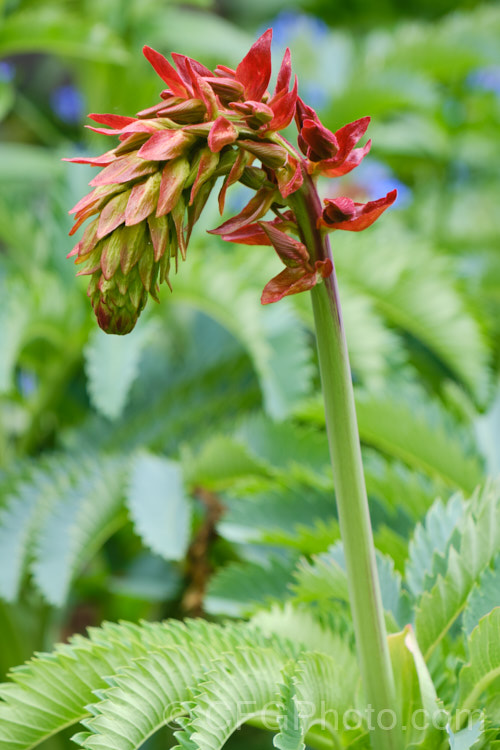 The opening flowerhead of the Honey. Flower or Honey. Bush (<i>Melianthus major</i>), a sprawling. South African evergreen shrub with very distinctive grey-green, coarsely toothed foliage. It flowers mainly in early summer but usually has some of its red flower stems throughout the year. This species can be invasive in a mild climate. melianthus-3137htm'>Melianthus. <a href='melianthaceae-plant-family-photoshtml'>Melianthaceae</a>.