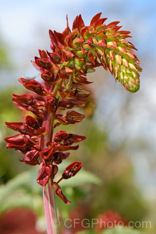 The opening flowerhead of the Honey. Flower or Honey. Bush (<i>Melianthus major</i>), a sprawling. South African evergreen shrub with very distinctive grey-green, coarsely toothed foliage. It flowers mainly in early summer but usually has some of its red flower stems throughout the year. This species can be invasive in a mild climate. melianthus-3137htm'>Melianthus. <a href='melianthaceae-plant-family-photoshtml'>Melianthaceae</a>.