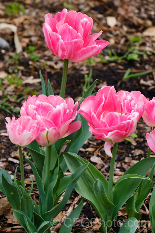 Tulipa 'Foxtrot' (<i>Division 2 —. Double. Early</i>), a subtly shaded double-flowered tulip with flower stems to 40cm high. It is also noticeably scented. Order: Liliales, Family: Liliaceae