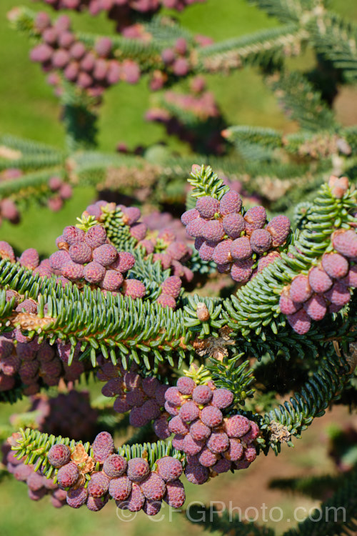 The almost ready to open pollen cones of the Spanish Fir or Hedgehog Fir (<i>Abies pinsapo</i>), a 35m tall coniferous tree native to southern Spain and northern Morocco. In the southern part of its range, it occurs at elevations of up to 2100m. There are many cultivated forms. Order: Pinales, Family: Pinaceae