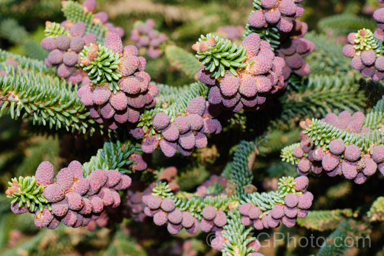 The almost ready to open pollen cones of the Spanish Fir or Hedgehog Fir (<i>Abies pinsapo</i>), a 35m tall coniferous tree native to southern Spain and northern Morocco. In the southern part of its range, it occurs at elevations of up to 2100m. There are many cultivated forms. Order: Pinales, Family: Pinaceae