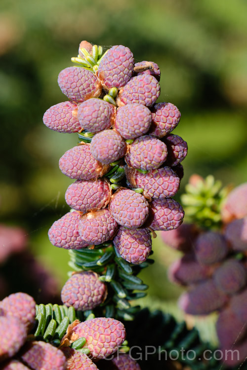 The almost ready to open pollen cones of the Spanish Fir or Hedgehog Fir (<i>Abies pinsapo</i>), a 35m tall coniferous tree native to southern Spain and northern Morocco. In the southern part of its range, it occurs at elevations of up to 2100m. There are many cultivated forms. Order: Pinales, Family: Pinaceae