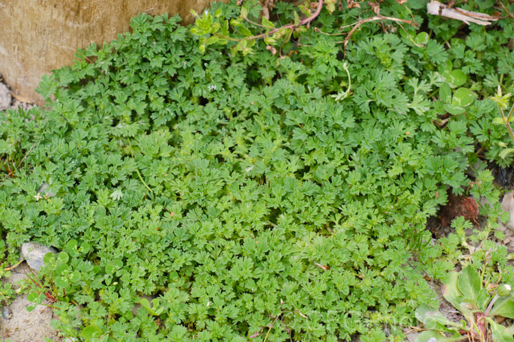 Field Parsley. Piert or Western Lady's Mantle (<i>Aphanes arvensis</i>), a small, spreading groundcover with tiny petalless flowers in the warmer months. While considered a minor weed, its preference for gravelly soils means it is seldom a problem in cultivation