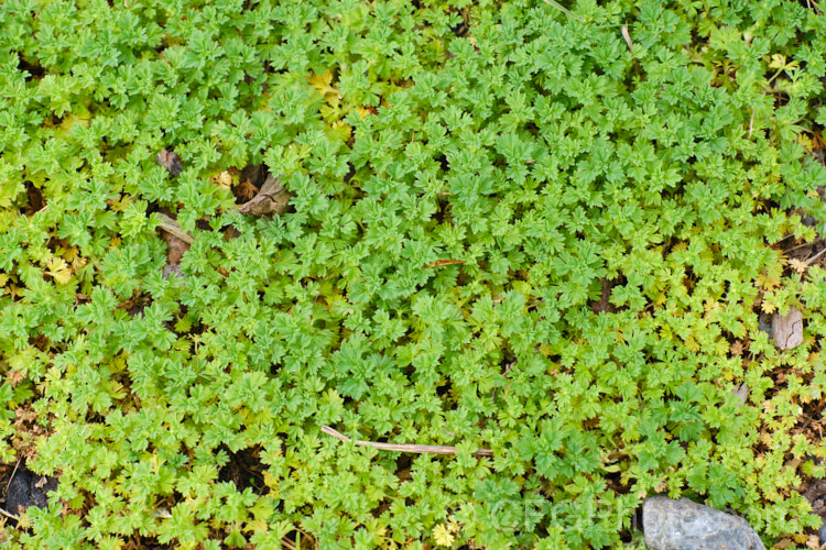 Field Parsley. Piert or Western Lady's Mantle (<i>Aphanes arvensis</i>), a small, spreading groundcover with tiny petalless flowers in the warmer months. While considered a minor weed, its preference for gravelly soils means it is seldom a problem in cultivation. aphanes-3663htm'>Aphanes.