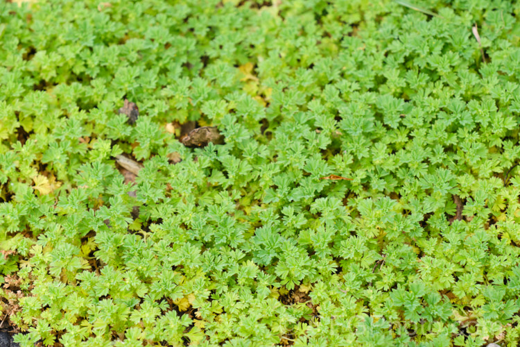 Field Parsley. Piert or Western Lady's Mantle (<i>Aphanes arvensis</i>), a small, spreading groundcover with tiny petalless flowers in the warmer months. While considered a minor weed, its preference for gravelly soils means it is seldom a problem in cultivation