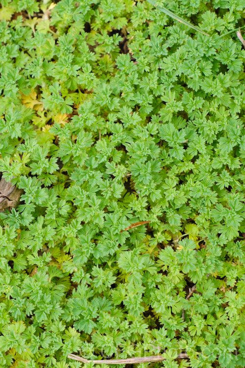 Field Parsley. Piert or Western Lady's Mantle (<i>Aphanes arvensis</i>), a small, spreading groundcover with tiny petalless flowers in the warmer months. While considered a minor weed, its preference for gravelly soils means it is seldom a problem in cultivation