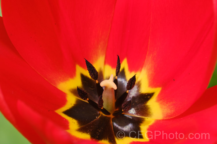 Tulipa 'Apeldoorn' (<i>Category 4 —. Darwin. Hybrid</i>), probably the most widely grown of the bright red. Darwin hybrids, this is a tough, reliable and adaptable flower. Order: Liliales, Family: Liliaceae