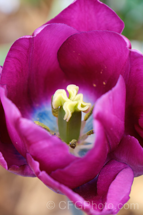 Tulipa 'Bleu. Aimable', a mauve purple. Division 5 (<i>Single. Late</i>) tulip hybrid that is notable for its blue centre. This tulip arose in 1910 as a sport of 'Blue Parrot'. Order: Liliales, Family: Liliaceae