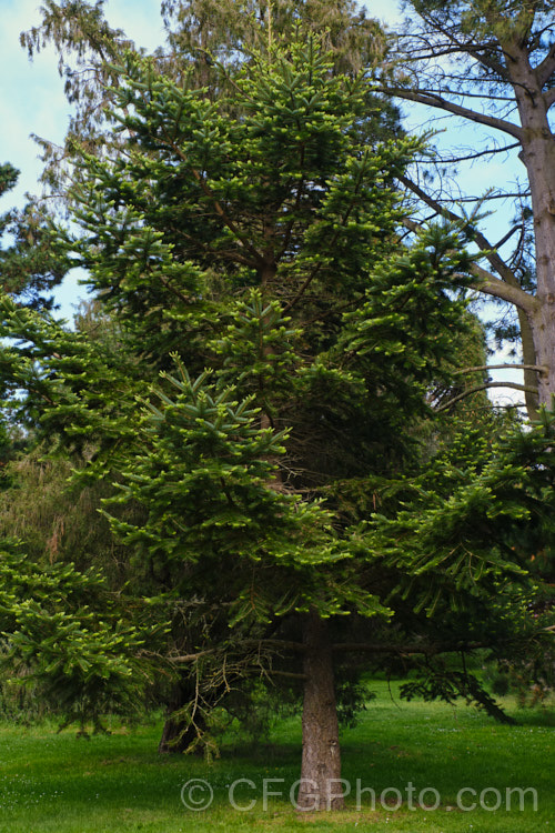 Khingan Fir (<i>Abies nephrolepis</i>), an evergreen coniferous tree up to 30m tall, native to temperate east Asia, including the Korean Peninsula and neighbouring parts of northeastern China and southeastern Russia. Order: Pinales, Family: Pinaceae