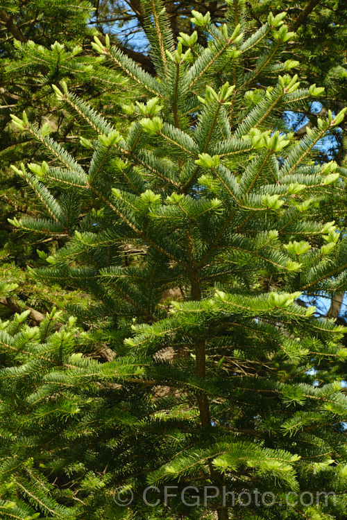 Khingan Fir (<i>Abies nephrolepis</i>), an evergreen coniferous tree up to 30m tall, native to temperate east Asia, including the Korean Peninsula and neighbouring parts of northeastern China and southeastern Russia. Order: Pinales, Family: Pinaceae