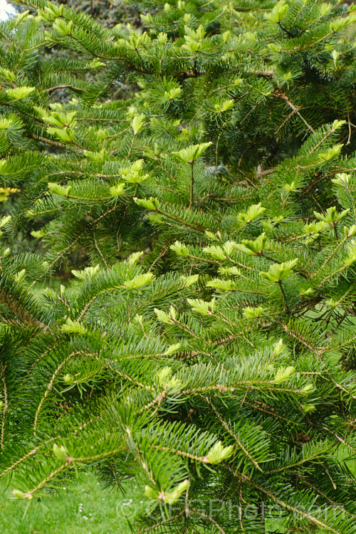 Khingan Fir (<i>Abies nephrolepis</i>), an evergreen coniferous tree up to 30m tall, native to temperate east Asia, including the Korean Peninsula and neighbouring parts of northeastern China and southeastern Russia. Order: Pinales, Family: Pinaceae