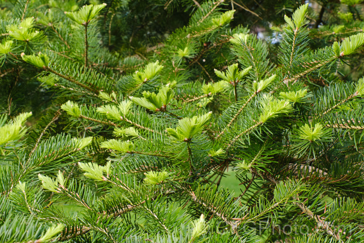 Khingan Fir (<i>Abies nephrolepis</i>), an evergreen coniferous tree up to 30m tall, native to temperate east Asia, including the Korean Peninsula and neighbouring parts of northeastern China and southeastern Russia. Order: Pinales, Family: Pinaceae