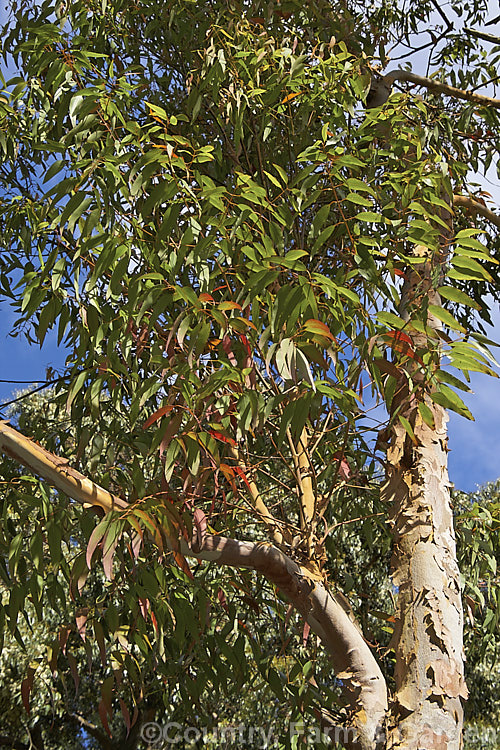 Smooth-barked. Apple (<i>Angophora costata</i>), an evergreen, summer-flowering tree native to eastern Australia. Capable of growing to 30m tall, its is closely allied to Eucalyptus but differs in the structure of its flowers, particularly the bud caps. angophora-2137htm'>Angophora. .