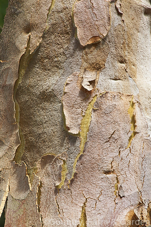 The bark of the Smooth-barked. Apple (<i>Angophora costata</i>), an evergreen, summer-flowering tree native to eastern Australia. Capable of growing to 30m tall, its is closely allied to Eucalyptus but differs in the structure of its flowers, particularly the bud caps. angophora-2137htm'>Angophora. .