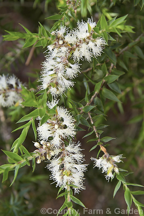 Broad-leafed. Paperbark (<i>Melaleuca quinquenervia [syn. Melaleuca viridiflora var. rubriflora]), an evergreen Australian tree that is now a weed in some subtropical areas. It occurs naturally in eastern Australia and New Caledonia, grows to as much as 25m tall and has white to cream flowerheads that open mainly in summer. melaleuca-2126htm'>Melaleuca. .