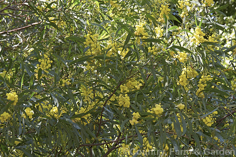 Broom Wattle or Wallowa (<i>Acacia calamifolia</i>), this summer-flowering wattle is usually a 4m high evergreen shrub, occasionally a small tree. It is native to southeastern Australia. Order: Fabales, Family: Fabaceae