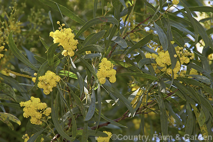 Broom Wattle or Wallowa (<i>Acacia calamifolia</i>a</i>), this summer-flowering wattle is usually a 4m high evergreen shrub, occasionally a small tree. It is native to southeastern Australia. Order: Fabales, Family: Fabaceae