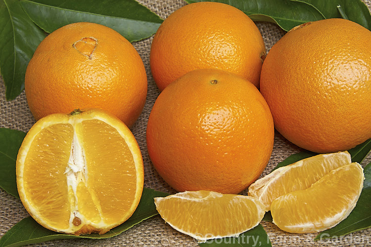 'Washington. Navel'. Orange (<i>Citrus sinensis 'Washington. Navel'), probably the most widely commercially cultivated orange, 'Washington. Navel' produces medium-sized, rounded, well-flavoured fruit that are usually seedless. Also known as 'Bahia', the cultivar dates from the early to mid-19th century, though its exact origins are unknown . citrus-2140htm'>Citrus.