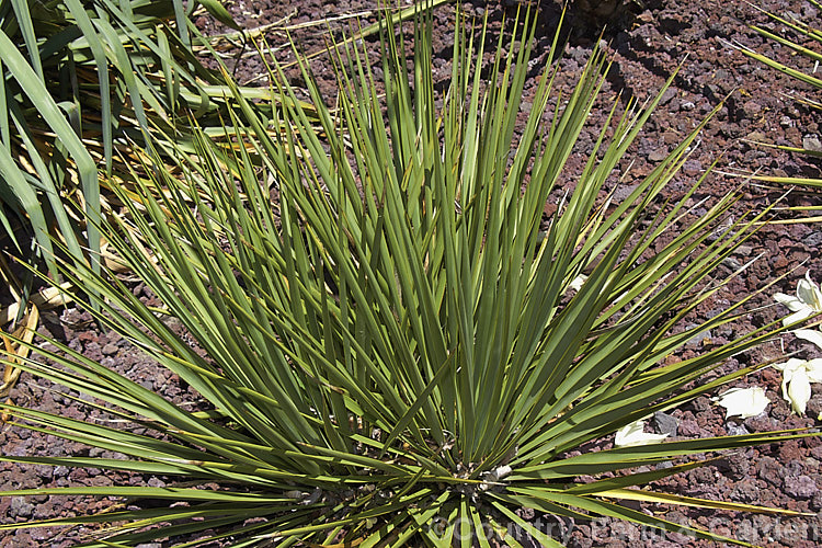 San. Angelo. Yucca (<i>Yucca reverchonii</i>), an evergreen native to southern Texas. It is stemless and its narrow, spine-tipped leaves are up to 55cm long. The flower stems are around 1m tall and the greenish-cream flowers open in summer.